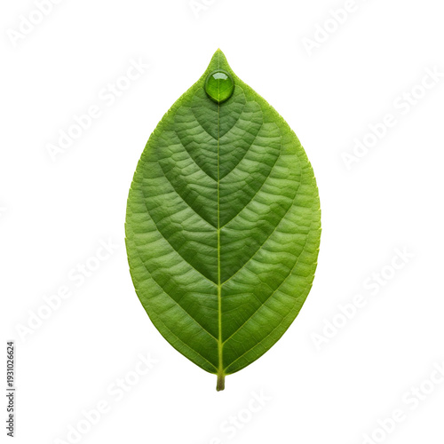 A vibrant green leaf with prominent veins and a single water droplet on a black background