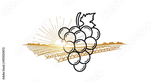 Grapes on Vineyard Background at Sunrise: Organic Farming, Winery, Wine Production