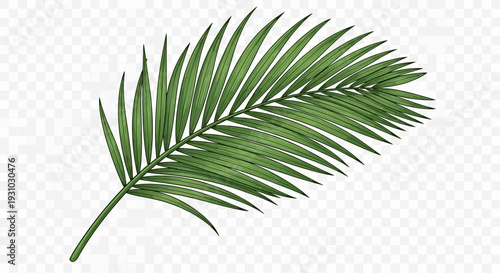 Green palm frond isolated on transparent background, tropical leaf, nature element