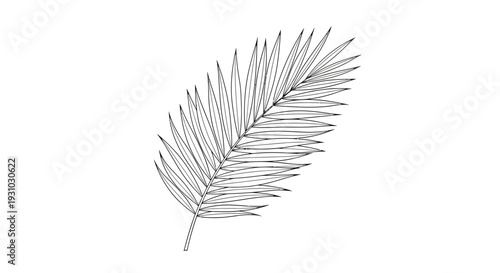 Hand Drawn Palm Leaf Illustration, Tropical Plant Frond Sketch, Botanical Line Art