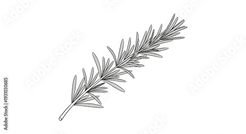 Hand-drawn illustration of a rosemary sprig with delicate leaves on a white background