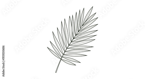 Hand-drawn illustration of a palm leaf, isolated on a white background.