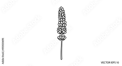 Hand-drawn lavender flower illustration, single stem, botanical sketch, isolated on white background.