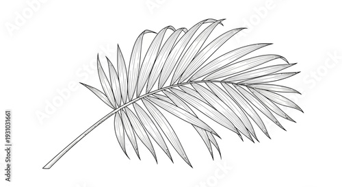 Elegant Palm Frond Sketch - Tropical Leaf Illustration