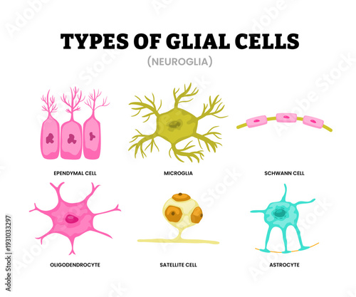 Different types of glial cell types set collection. Neuroglia labeled ependymal, microglia, schwann cell, oligodendrocyte, satellite cell, astrocyte. Outnumber neurons of nervous system.