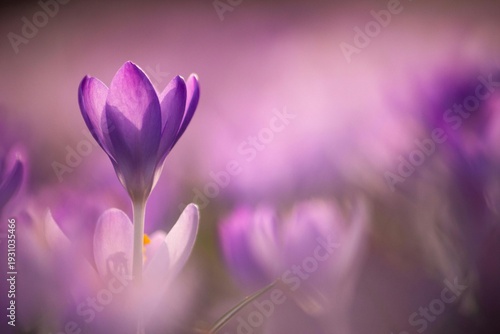 Canvas Print purple crocus flowers