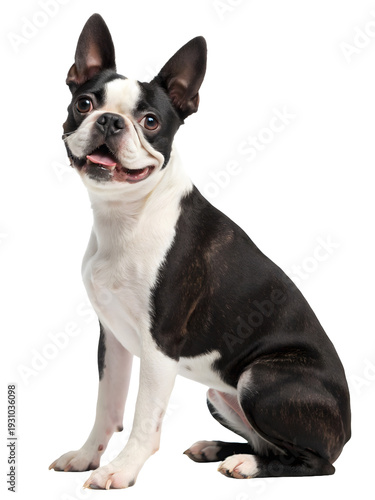 boston terrier dog sitting on white background