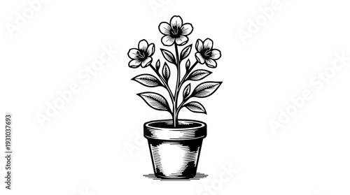 Potted flowering plant icon vector engraving style isolated on white background for spring home decor branding botanical sticker design and garden shop label