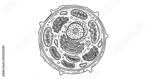 Detailed illustration of an animal cell, showing nucleus, mitochondria, and endoplasmic reticulum.