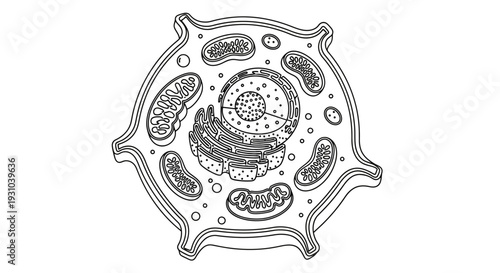 Animal Cell Diagram: Detailed Illustration of Organelles and Structure