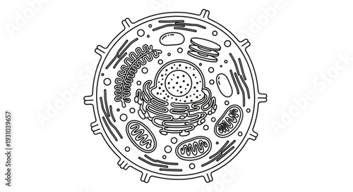 Animal Cell Diagram: Detailed illustration of organelles, nucleus, mitochondria, endoplasmic reticulum, golgi apparatus.