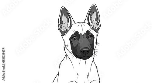 Belgian Malinois Puppy Portrait, Line Art Drawing, Cute Dog Face, Alert Ears, Black and White