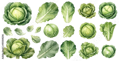 A charming watercolor collection of green cabbage, including whole heads, leafy sections, and cut pieces.