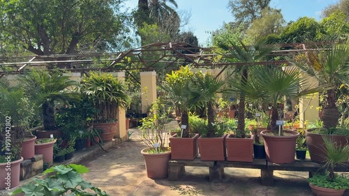 Rows of various potted palm trees and green tropical plants in a sunny outdoor garden nursery with walking paths under an open sky structure. 