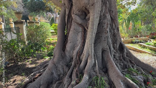 Camera moves up along the massive textured bark of an exotic ficus tree towards green leaves. Concept of longevity, nature strength, and tropical flora.