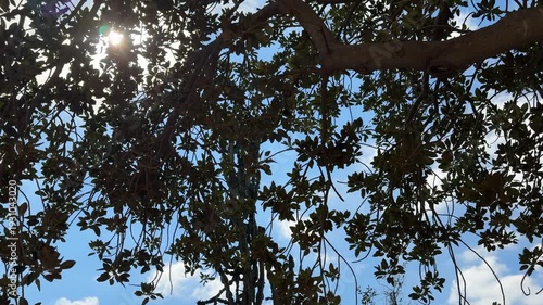 Slow camera movement tilting up through dense green tree branches towards glowing sun flares and blue sky. Cinematic natural transition and peaceful atmosphere.