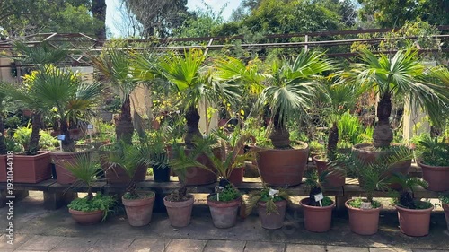 Row of various small palm trees growing in terracotta pots at a botanical garden nursery in Malta. Concept of tropical landscaping and Mediterranean gardening outdoors.