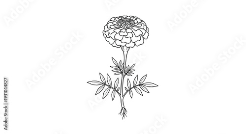 Marigold Flower Illustration: Detailed Botanical Line Art Drawing of a Blooming Plant with Roots