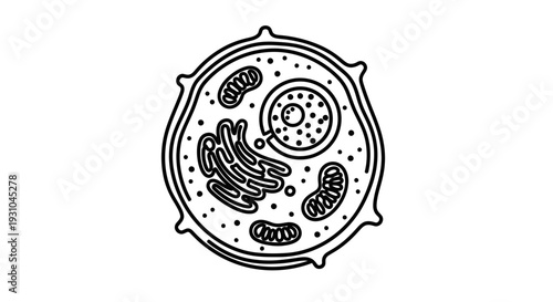 Animal Cell Diagram - Vector Illustration of a Basic Animal Cell Structure