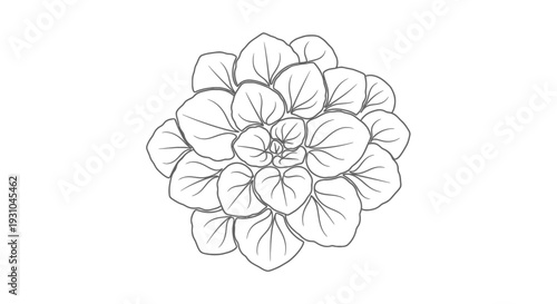 Top View Sketch of Succulent Plant Leaves, Minimalist Botanical Illustration