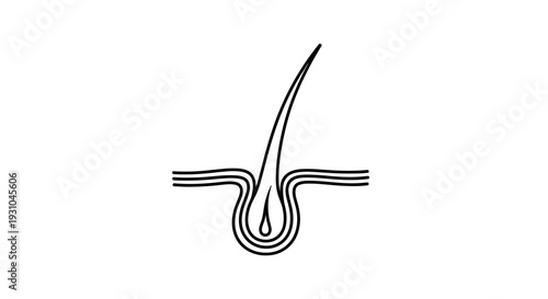 Hair Follicle Cross Section Icon: Microscopic View of Hair Growth and Skin Structure