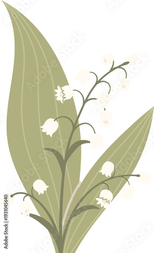Lily Of The Valley Blooming Botanical