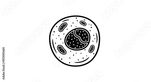 Hand-drawn illustration of a cell with nucleus and organelles on a white background