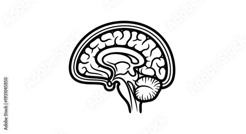 Human Brain Anatomy Sagittal View - Medical Illustration