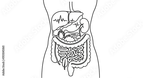 Human Digestive System Anatomy Outline Vector Illustration