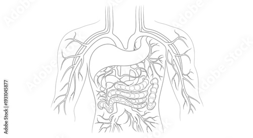 Human Digestive System Anatomy Illustration - Stomach, Intestines, Blood Vessels