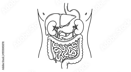 Human Digestive System and Kidneys Anatomy Illustration