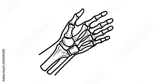 Human Hand Skeleton Anatomy - Black and White Line Drawing