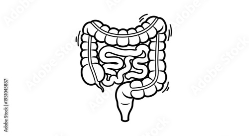 Human Intestine and Colon Anatomy Illustration - Medical Diagram