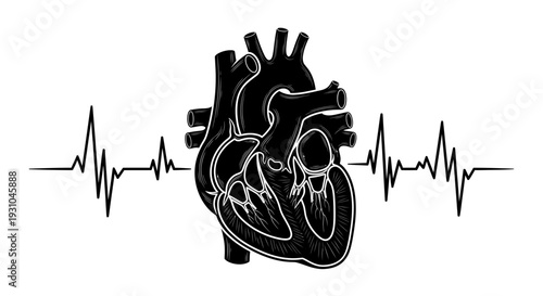 Human Heartbeat EKG Line and Anatomical Heart Illustration