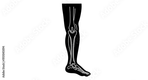 Human Leg Anatomy, Skeleton Inside Black Silhouette, Medical Illustration