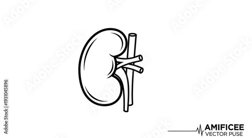 Human Kidney Anatomy Vector Icon - Medical Health Organ Illustration