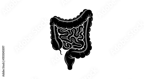 Human Intestines Silhouette, Digestive System Anatomy, Medical Illustration