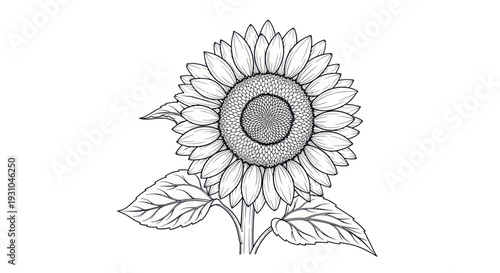 Hand Drawn Sunflower Illustration Black and White Outline Sketch