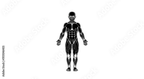 Anatomical illustration of human muscular system, front view, black and white