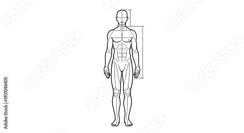 Anatomical human body measurement diagram, male figure with height and width indicators