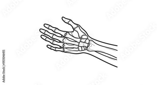 Anatomical illustration of the human hand bones, wrist, and forearm bones