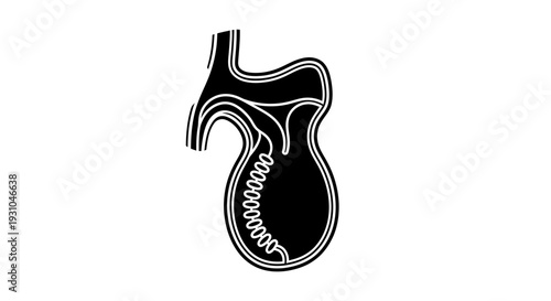 Abstract Black and White Medical Illustration of Digestive System Anatomy