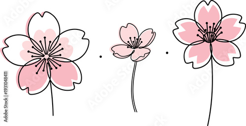 Cherry blossom flower illustration, minimalist sakura vector with pink floral line art for spring design decoration element
