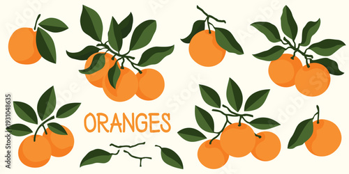 Fresh orange fruits set leaves branches ripe citrus collection vector illustration simple style isolated white background healthy food commercial graphic design packaging advertising