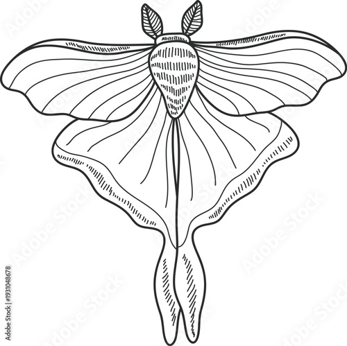 Moth Spread Wings Vintage Line