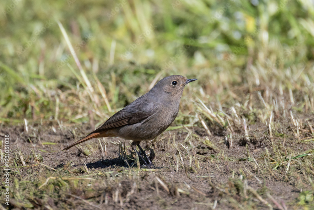 Fototapeta premium Black redstart bird standing on green grass