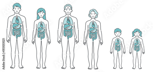内臓がわかる全世代の人体図・モデルイラストセット（男女・シニア・子供・正面）