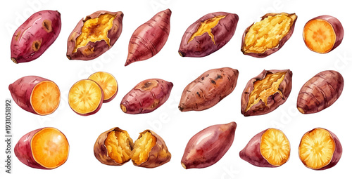 A charming watercolor collection of sweet potatoes, including whole roots and sliced sections.