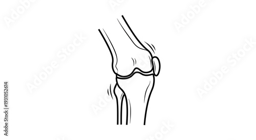 Knee Joint Anatomy Illustration, Medical Line Art, Human Skeleton Bone Structure