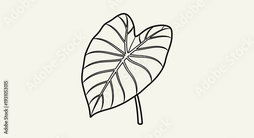 Outline of a Taro Leaf, Elephant Ear Plant, Tropical Foliage, Vector Illustration